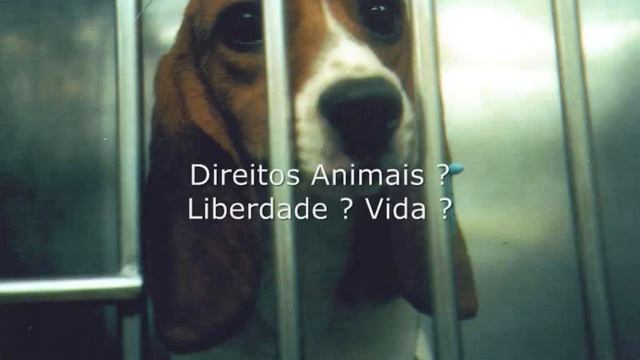 Ativismo e Defesa Animal смотреть онлайн