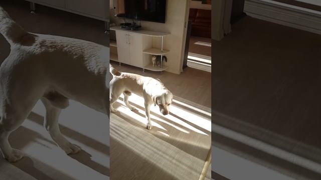 Лабрадорская кошка смотреть онлайн