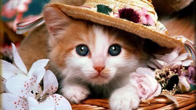 Музыка 2014. Красивый голос. Это стоит увидеть! смотреть онлайн