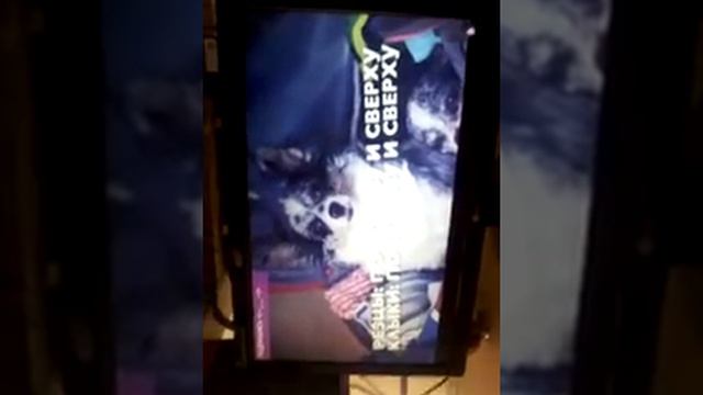 Моя чіхвахва смотреть онлайн