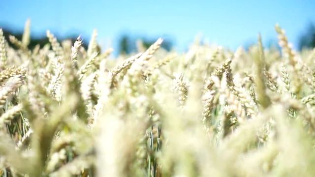 Колосья пшеницы смотреть онлайн