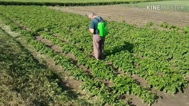 Убиваем колорадского жука. Чем мы травим жуков по картошке. смотреть онлайн