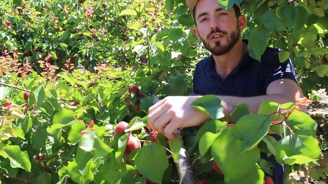 Саженцы Абрикоса Тотем 100% красного цвета с отличными вкусовыми качествами урожайный сорт. смотреть онлайн