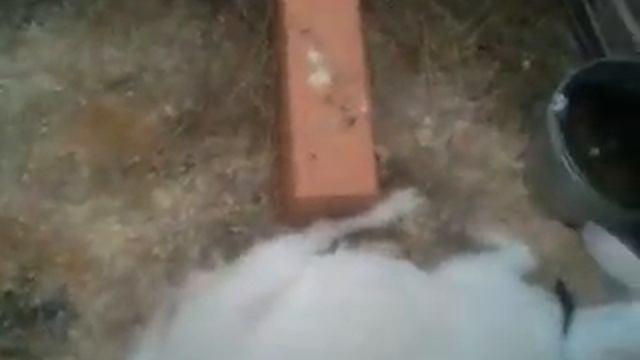 Контактный зоопарк на ВВЦ