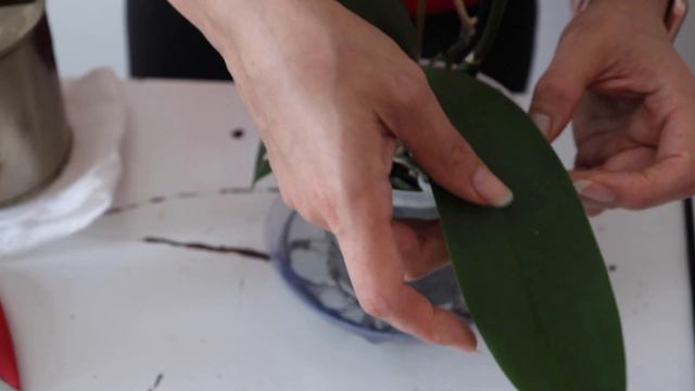 Watering White Phalenopsis Orchid | In bark смотреть онлайн