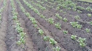 HUTER 7800 окучивание картофеля мои два косяка.