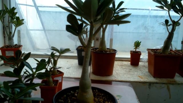 Формирование кроны адениума . смотреть онлайн