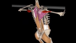 Австралийские подтягивания