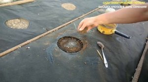 Посадка арбузов.Посадка арбузов в открытый грунт семенами