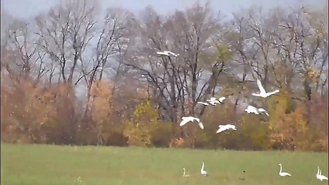 ЖУРАВЛИ смотреть онлайн