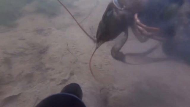 Ловля раков в Подмосковье. Наловили мешок раков за час и всех отпустили. Супер нырялка. смотреть онлайн