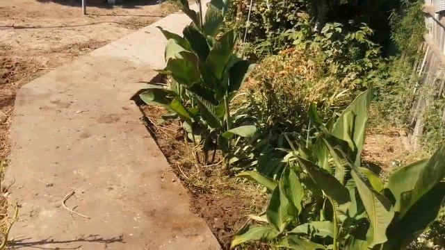 Павлины танцуют ::: Птицы во дворе::: смотреть онлайн