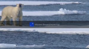 Животные Сибири