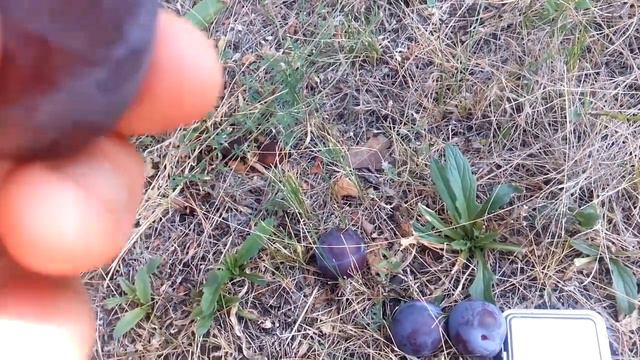 Слива Гільберт смотреть онлайн