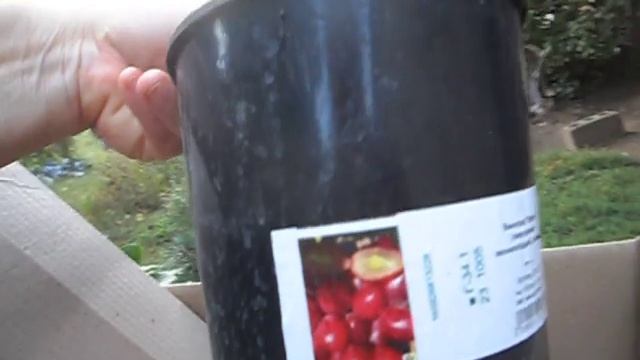 Виноград Велюр. Агромаркет відгук(отзыв) смотреть онлайн