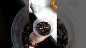 Момордика - проращивание семенами. Неожиданный эксперимент на подоконнике