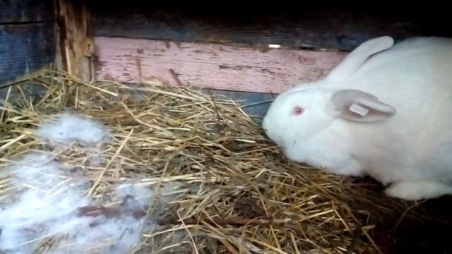 семья в деревне//Беларусь//кролиководство смотреть онлайн