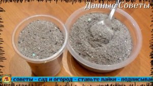 От этой подкормки Перец завалит Вас урожаем Вот что я кладу в лунку при посадке рассады Перц