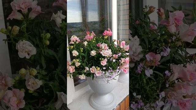 Львиный зев "Твинни". смотреть онлайн