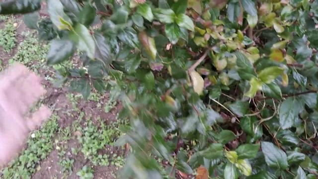 Калина лавролистная (Viburnum tinus) в Симферополе смотреть онлайн