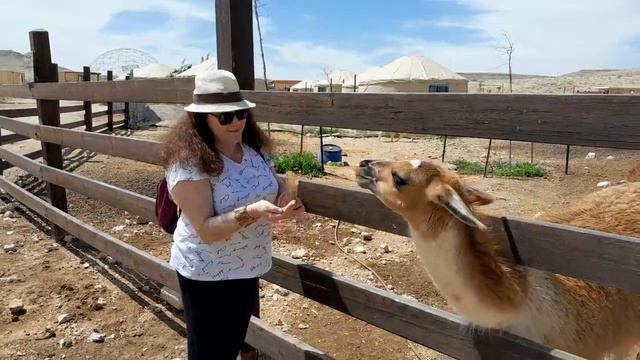 Alpaca and llama farm in Mitzpe Ramon.Lama.#funnyanimalss смотреть онлайн