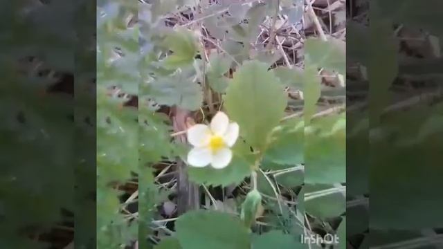 Красивый березовый лес! смотреть онлайн