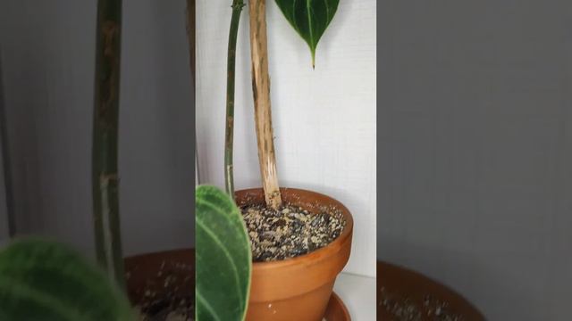 Philodendron melanochrysum #philodendron 🥰 смотреть онлайн