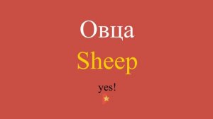 Овца по-английски