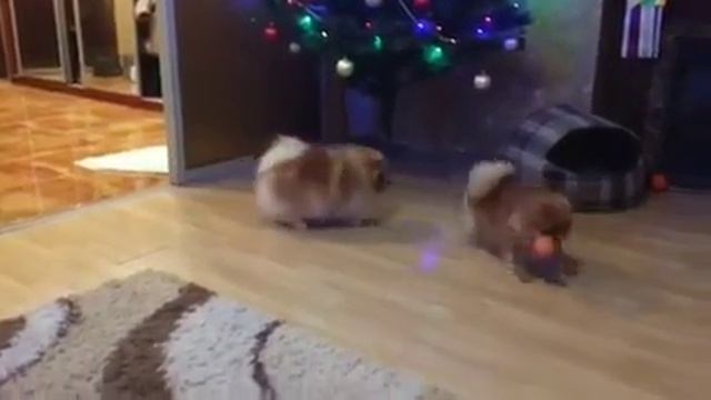 Весёлые шпицы смотреть онлайн