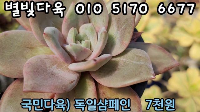 22.10.24#다육이#별빛다육#명품다육(마리아금)#레드다이아몬드펄#환엽제이드스타#라탐#묵은둥이백봉#카시오적금#마리아제브리나#먼로철화#맥라이징#Succulent#肉质植物