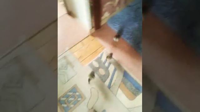 "Мои дорогие маленькие друзья" смотреть онлайн