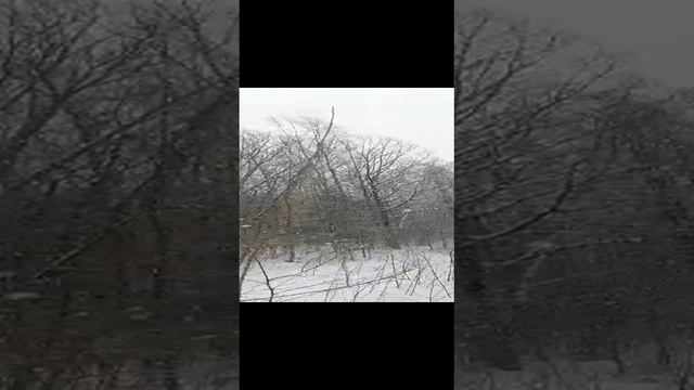 Снегопад в лесу смотреть онлайн
