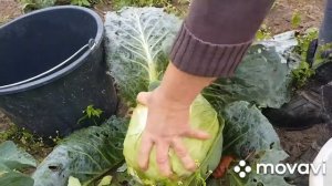 Как замазать глиной больное дерево.Наше воскресное утро.