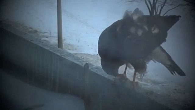 Eagle breakfast ястреб ест птичку прямо на краю балкона смотреть онлайн