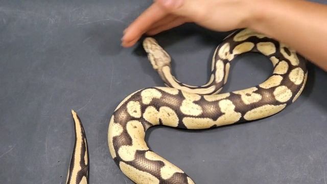 Turn $1000 into $10K - double recessive ball python project смотреть онлайн