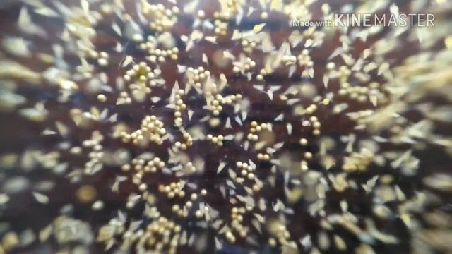 Как выкормить малька (инкубатор для науплий артемии)How to feed fry смотреть онлайн