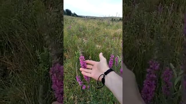 Сонник Если приснился Иван чай.mp4 смотреть онлайн
