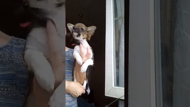 продажа чихуахуа, видео от заводчика,дочь нашего Космоса, питомник Кастропуло Крым смотреть онлайн