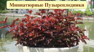 ПУЗЫРЕПЛОДНИКИ НИЗКОРОСЛЫЕ  ДЛЯ МИКСБОРДЕРОВ И РОКАРИЕВ. Дачный креатив.