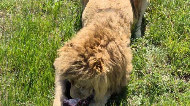 Молодые львы быстро растут... вширь) Тайган Lions in Crimea смотреть онлайн