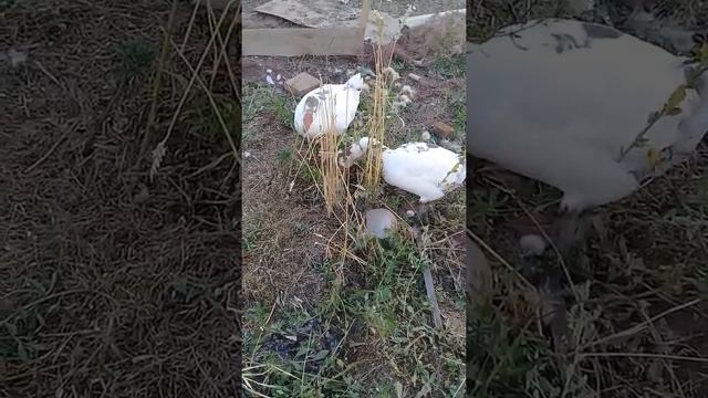 Строительная Сага