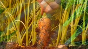 Выращивание Моркови в открытом грунте как бизнес идея