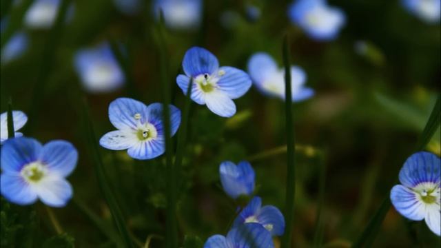 Foto scattate con Canon EOS 1100D смотреть онлайн