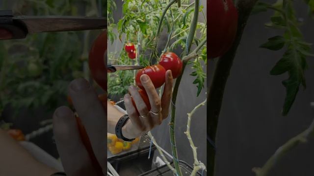 Томаты / Перцы / Гидро аэропоника / #shorts смотреть онлайн