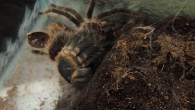 Линька паука птицееда(Lasiodora parahybana). Паук линяет. Spider molt. смотреть онлайн