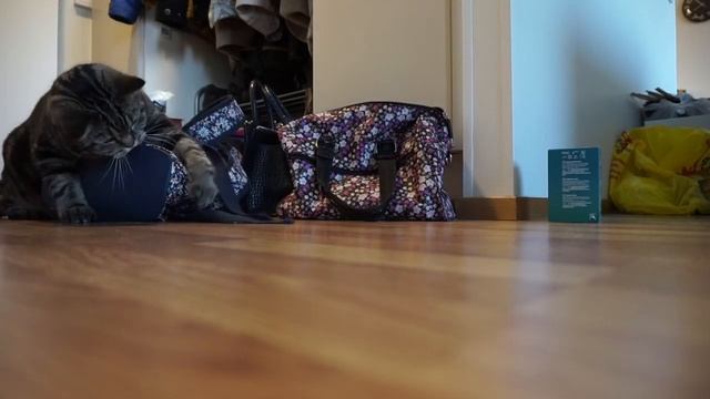 Кот и рюкзак; Cat and backpack смотреть онлайн