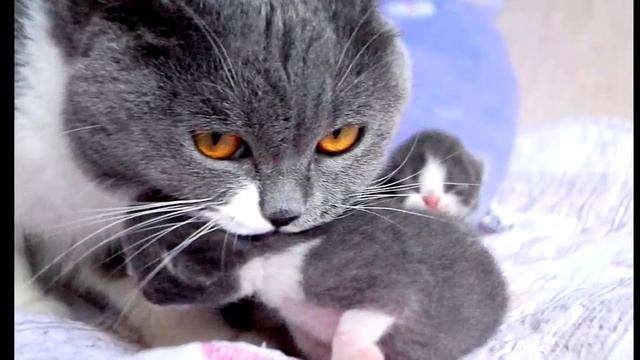 Кот впервые увидел малыша, его реакция рассмешила весь интернет!! смотреть онлайн