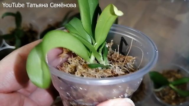 Сеянцы из фласки. Прошла неделя. Осмотр, полив, нюансы ухода. смотреть онлайн