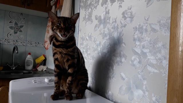 БЕНГАЛЬСКАЯ КОШКА РАЗГОВАРИВАЕТ смотреть онлайн