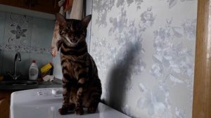 БЕНГАЛЬСКАЯ КОШКА РАЗГОВАРИВАЕТ